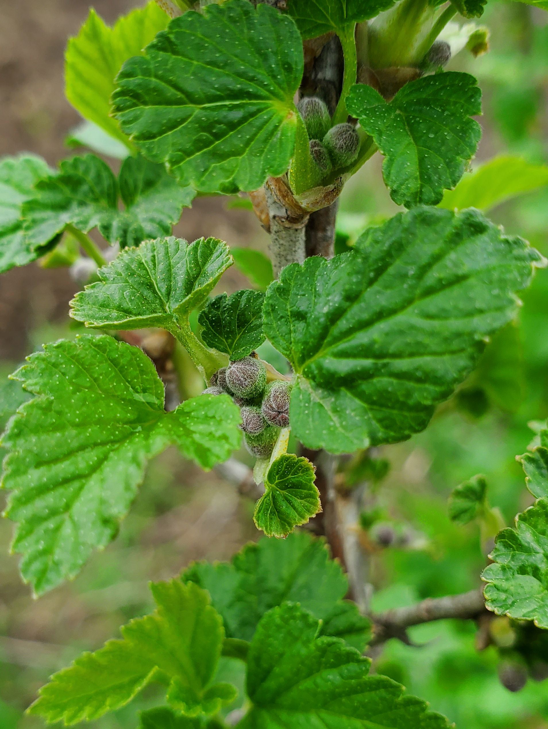 Flower buds on black currant.